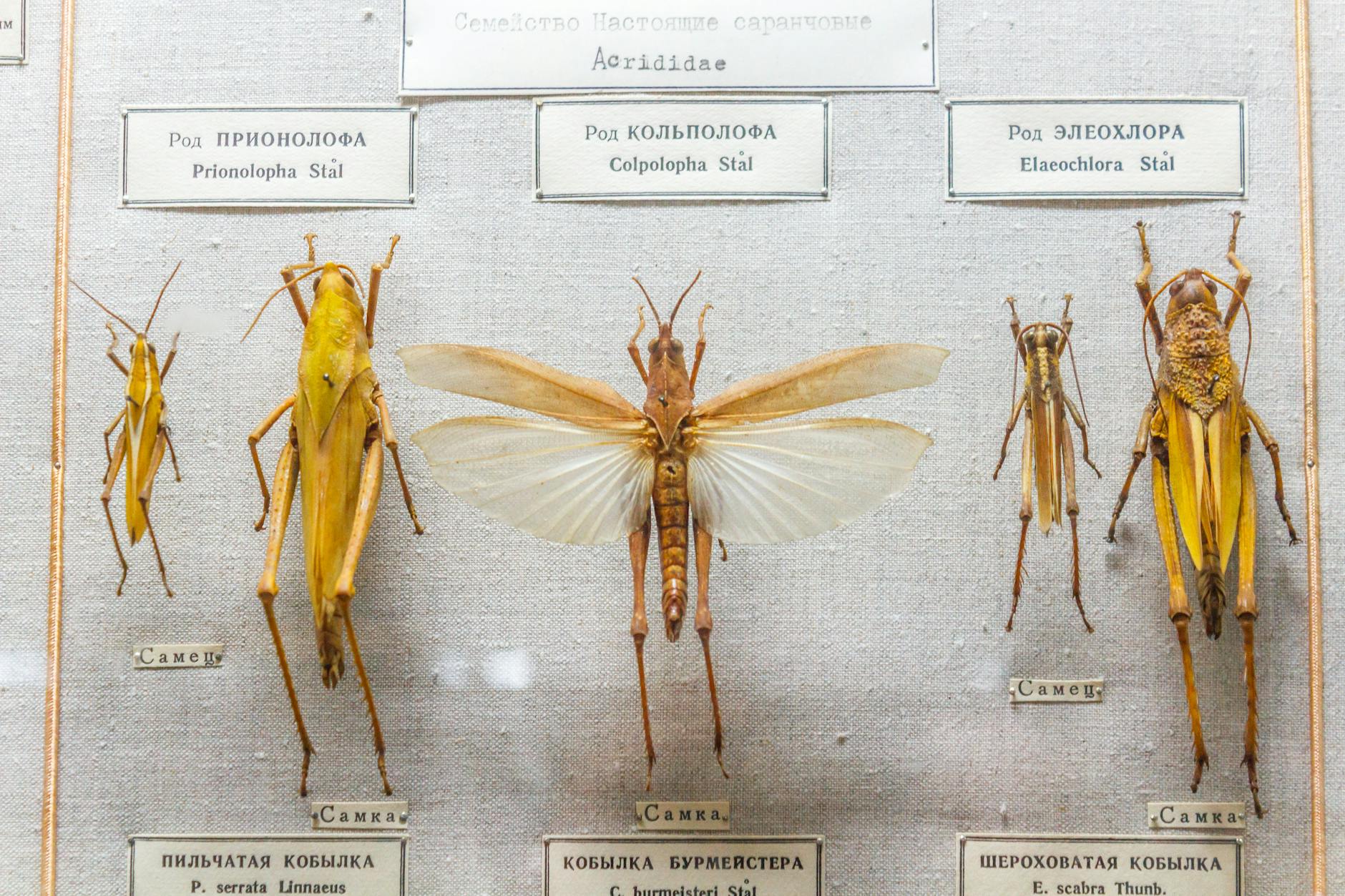 SPEC Stal Łańcut przełamała fatalną serię. Zwycięstwo nad Sokołem